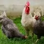 Őszi madárinfluenza-megelőzési intézkedések a baromfitartásban
