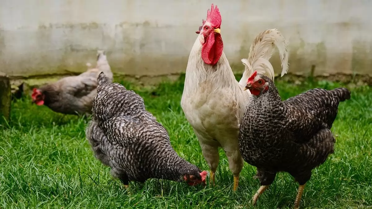 Őszi madárinfluenza-megelőzési intézkedések a baromfitartásban