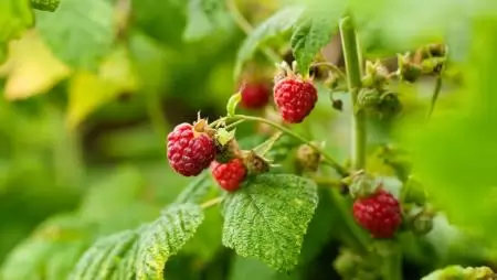 A málna metszése szüret után: Így készítsd fel a bokrokat a jövő évi rekordtermésre 