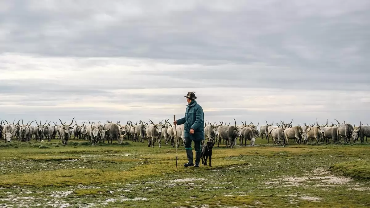 Legelő, tudás, jövő – nyilvánosságra hozták a Magyar Pásztorok Nyilatkozatát