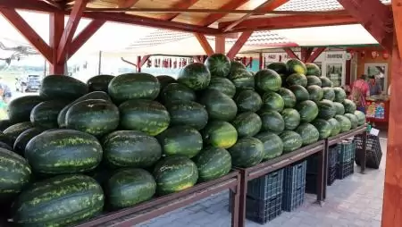 Rekordhőség, tavaszi fagyok, mégis kiváló lett a magyar görögdinnye