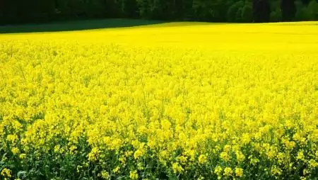 Készüljünk az új repceszezonra! – Hibridválasztás, talajmunka, vetés