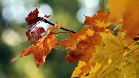 A növényeket veszélyeztető Xylella fastidiosa baktérium Luxemburgban is megjelent