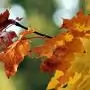 A növényeket veszélyeztető Xylella fastidiosa baktérium Luxemburgban is megjelent