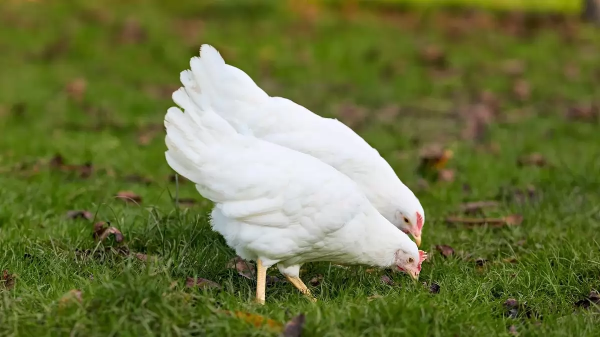 Újabb állományban jelent meg a baromfipestis Bács-Kiskun vármegyében