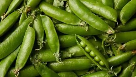 Vetőmagtermesztéstől a takarmánykeverőig – Az őszi borsó termesztése a Kisdombegyházi Agro-Ferr Kft.-ben