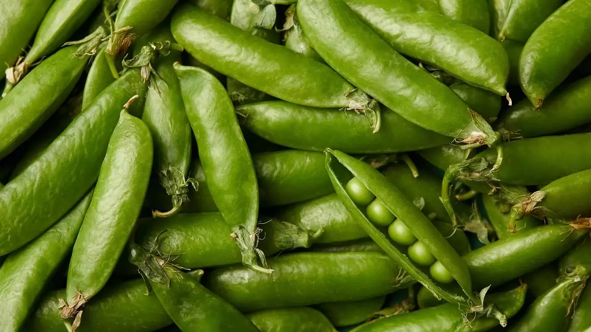 Vetőmagtermesztéstől a takarmánykeverőig – Az őszi borsó termesztése a Kisdombegyházi Agro-Ferr Kft.-ben