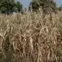 A hőség árnyékában az agrárium