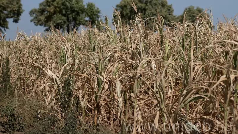 A hőség árnyékában az agrárium