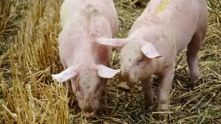 Somogy vármegyei házisertés-állományban igazolta a Nébih az ASP jelenlétét
