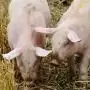 Somogy vármegyei házisertés-állományban igazolta a Nébih az ASP jelenlétét