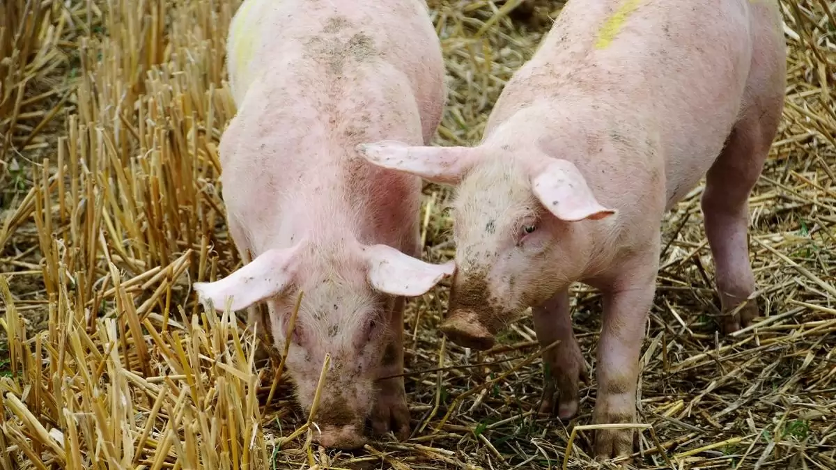 Somogy vármegyei házisertés-állományban igazolta a Nébih az ASP jelenlétét