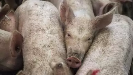 Baranya vármegyében is megjelent az afrikai sertéspestis
