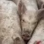 Baranya vármegyében is megjelent az afrikai sertéspestis