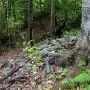 Az erdők védelméhez szakmai és társadalmi szemléletváltásra egyaránt szükség van