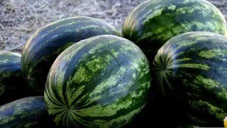 Egyre bővül a dinnye kínálata az európai nagybani piacokon 