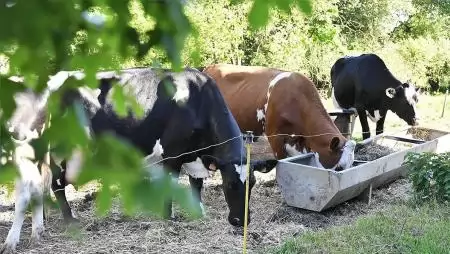 Hogyan birkózik meg a mezőgazdaság a hőstresszel?