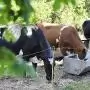 Hogyan birkózik meg a mezőgazdaság a hőstresszel?