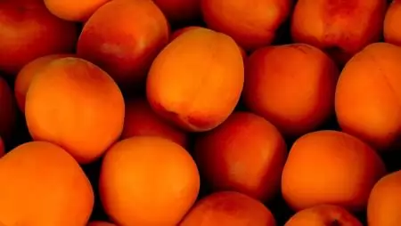 Számottevően növekedett a kajszi- és őszibaracktermés az idén