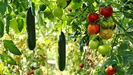 A kertészetben rejlő lehetőségek kiaknázása kulcsfontosságú az agrár-élelmiszeripari rendszerek átalakításához 