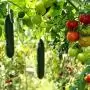 A kertészetben rejlő lehetőségek kiaknázása kulcsfontosságú az agrár-élelmiszeripari rendszerek átalakításához 