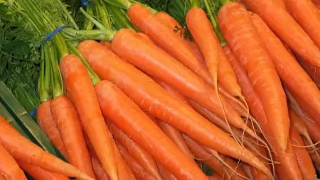Terjed a vegyszermentes gyomirtás a sárgarépa termesztésében 