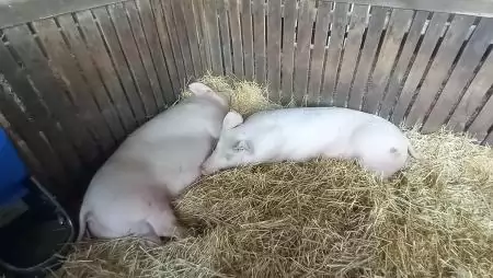 Harmadával csökkent a hazai vágósertés termelői ára
