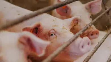 Újabb Baranya vármegyei házisertés-állományban jelent meg az afrikai sertéspestis