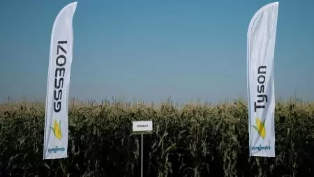 Az extrém hőség ellenére is Európa élén a magyar csemegekukorica