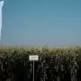 Az extrém hőség ellenére is Európa élén a magyar csemegekukorica
