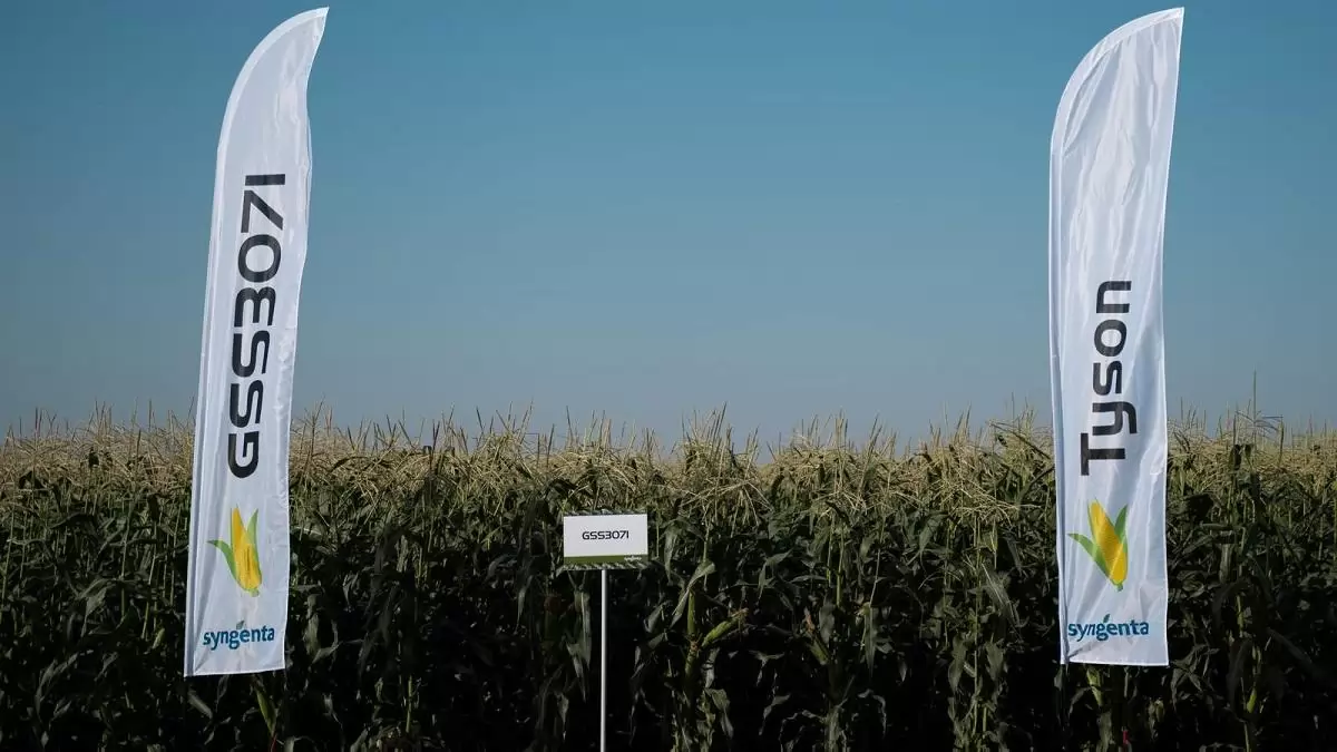 Az extrém hőség ellenére is Európa élén a magyar csemegekukorica