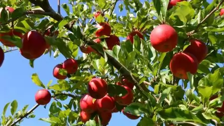 TECH: AppleBiome – a mikrobiom adhat új irányt a termesztésnek 