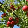 TECH: AppleBiome – a mikrobiom adhat új irányt a termesztésnek 