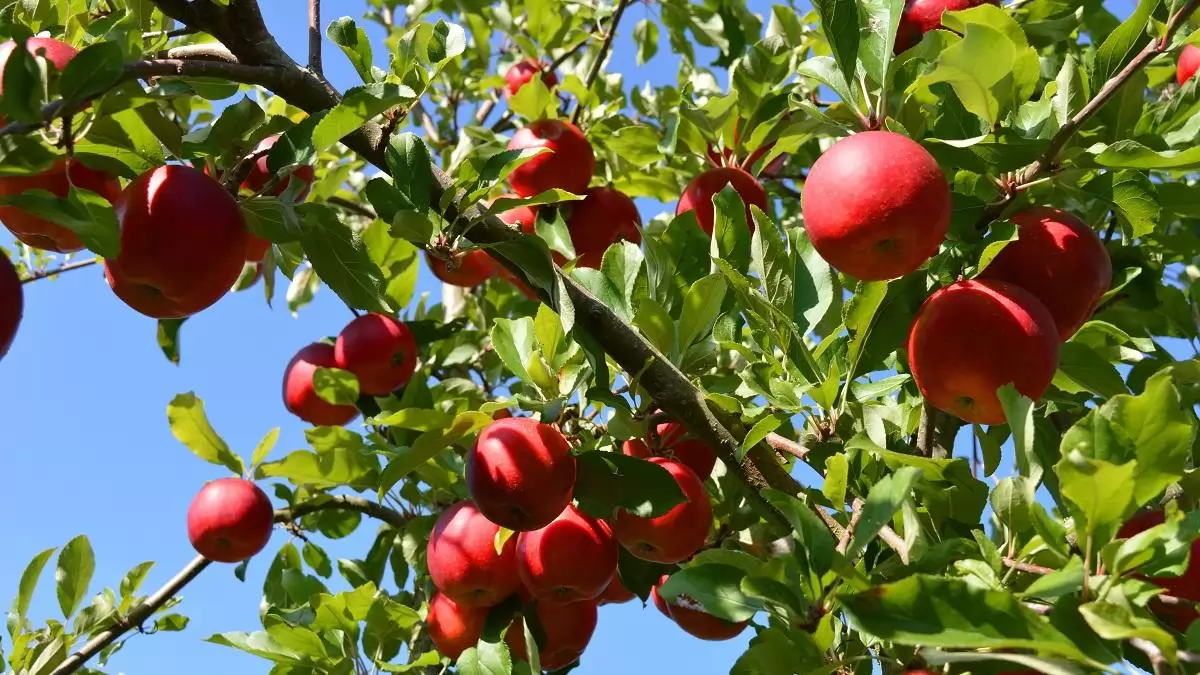 TECH: AppleBiome – a mikrobiom adhat új irányt a termesztésnek 