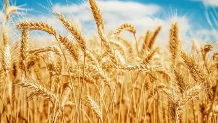 Kettészakadt az ország a GOSZ-VSZT-NAK őszi búza és repce fajtakísérletekben
