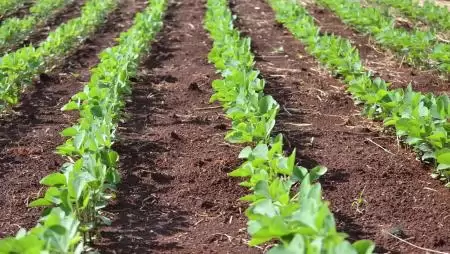 Génszerkesztés a mezőgazdaságban: miben különbözik a GMO-tól, és hogyan alakíthatja át a növénynemesítést?