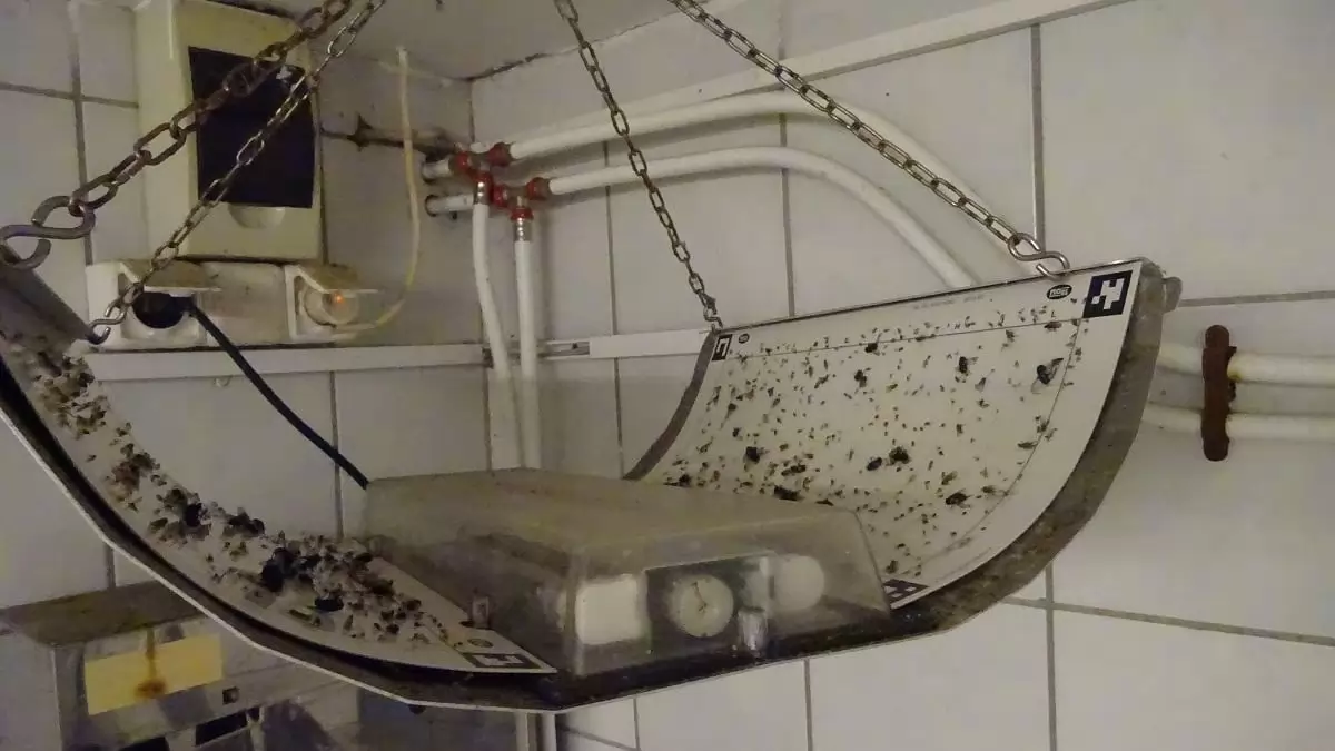 Gyrost és húspogácsát is előállító üzemet ellenőrzött a Nébih – felfüggesztették a működését