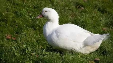 Közel 80 százalékkal erősödött a kacsavágás az év első felében