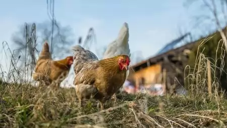 Az EFSA és az Európai Bizottság gyakorlati forrásokat jelentett be a madárinfluenza kockázatának csökkentésére