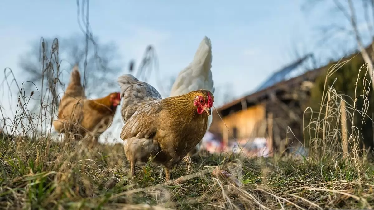 Az EFSA és az Európai Bizottság gyakorlati forrásokat jelentett be a madárinfluenza kockázatának csökkentésére