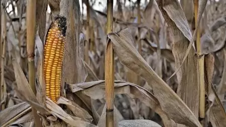 Ez már nem csak az agrárszereplők küzdelme: több tényezős kihívás elé állítja Európát az aszály