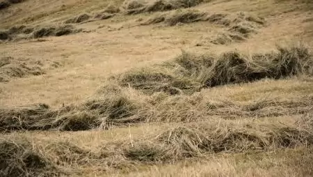 Rosszul áll a szénánk: újra kell számolni a gyepek hozamát