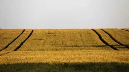 Általános aszály vis maior mentességet vezet be a kormány minden terület- és állatalapú agrártámogatásra