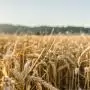 Több mint 26 milliárd forint előleg érkezik a gazdálkodókhoz az Agro-ökológiai Programban
