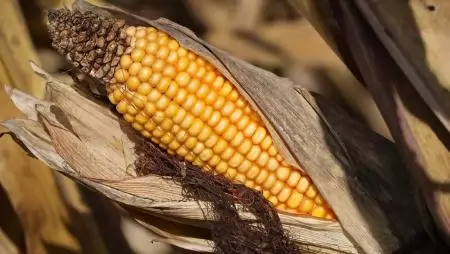 Az agrárium jövőjének kulcsa: agrotechnológia és szerkezetváltás
