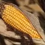Az agrárium jövőjének kulcsa: agrotechnológia és szerkezetváltás