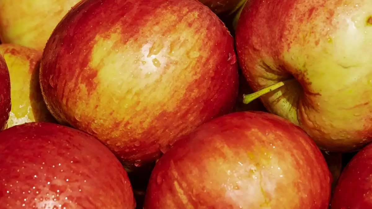 Apróbb gyümölcsökkel, kisebb terméssel zárult a Gala betakarítása Olaszországban