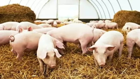 Önköltségi ár alatt a hazai sertés- és tejtermelők