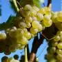 Tokaj-Hegyalján korábban kezdődött, de szép borokat ígér az idei szüret