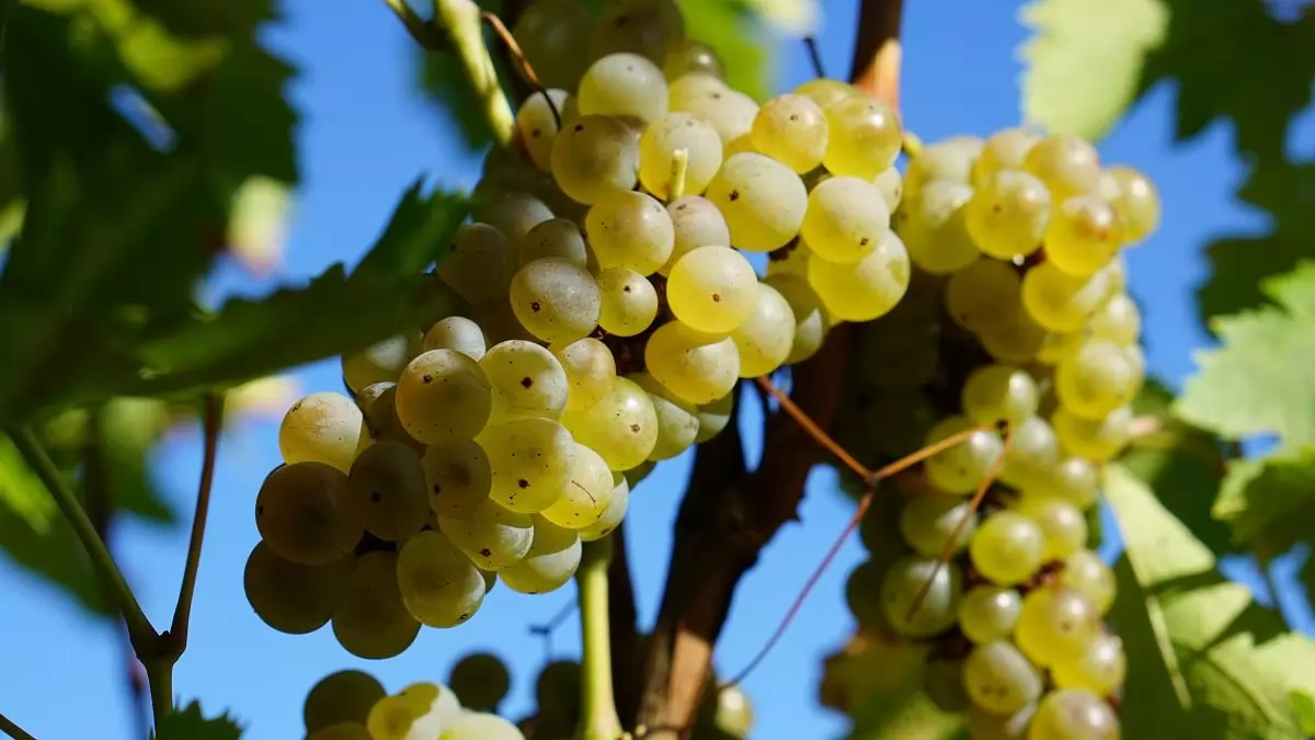 Tokaj-Hegyalján korábban kezdődött, de szép borokat ígér az idei szüret